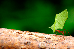 A Workaholic Ant!!